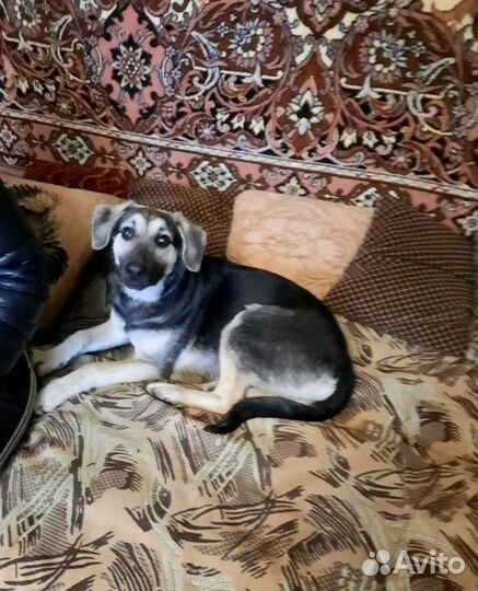 Умница Герда