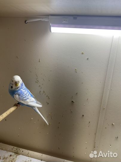 Чехи ввп выставочные волнистые попугаи