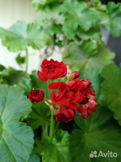 Пеларгония