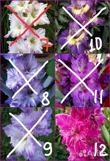 Луковицы сортовых гладиолусов