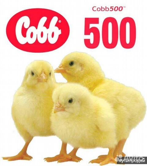 Цыплята бройлеры кобб 500