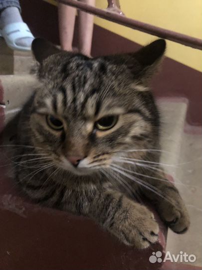 Кошка самец ласковый