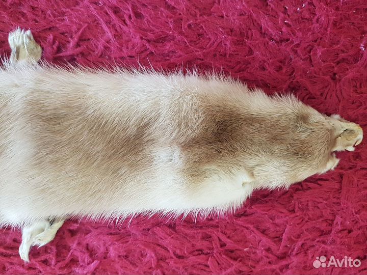 Норка шкурка-чулок воротник