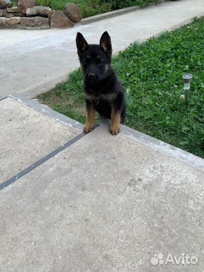 Щенки немецкой овчарки