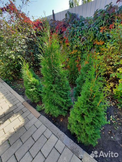 Саженцы туя