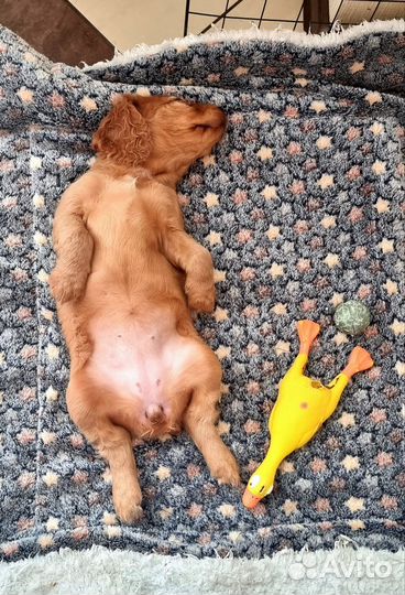 Щенки Английского Кокер спаниеля