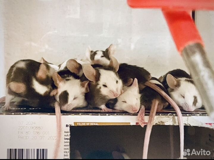 Декоративные мышки