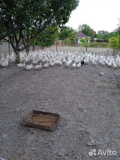 Утка стар 53и мулард