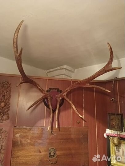 Рога оленя