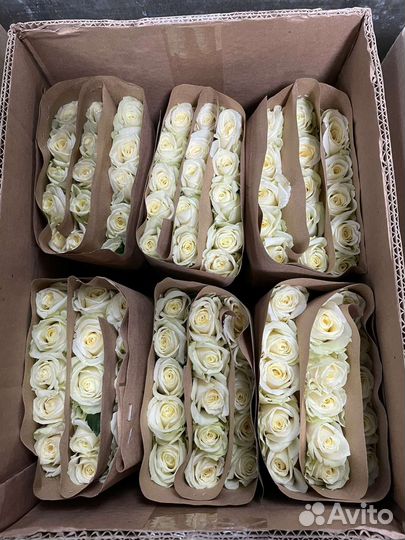 Роза в Новосибирске с доставкой в городе. Роза