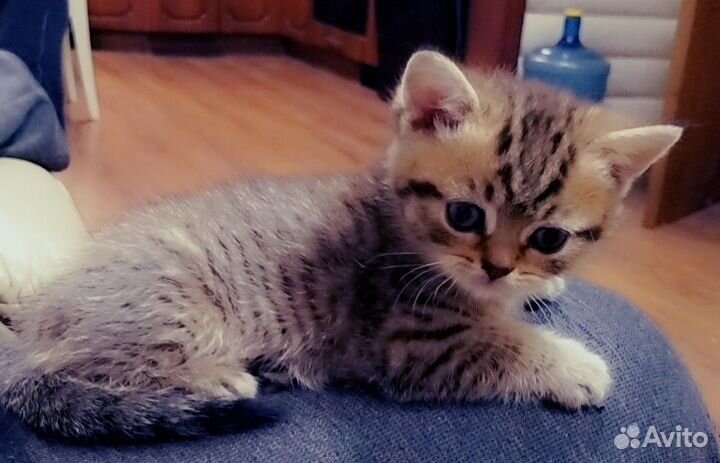 Британские котята