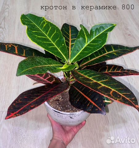 Комнатные растения цветы купить в Новосибирске | Товары для дома и дачи ...