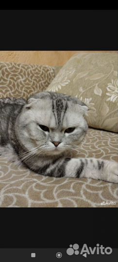 Британские котята