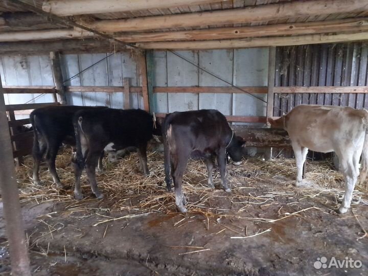 Бычки и телята