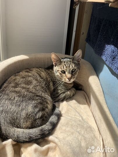 Котик Космо