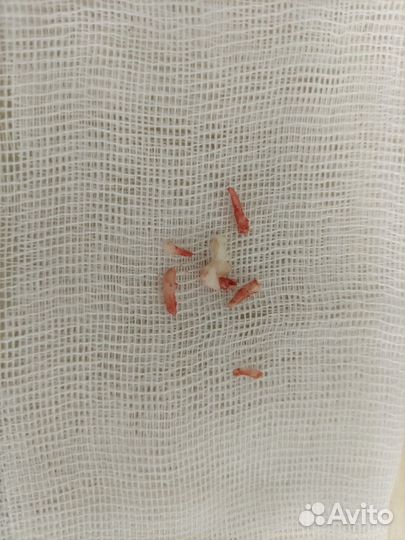 Ветеринарный врач вызов на дом