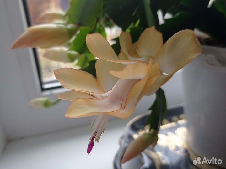 Декабрист- шлюмбергера