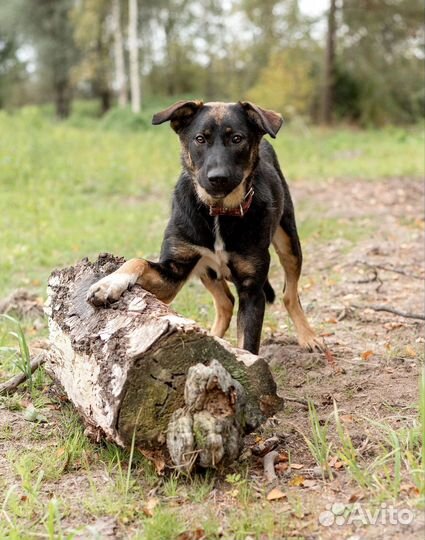 Собака в добрые руки