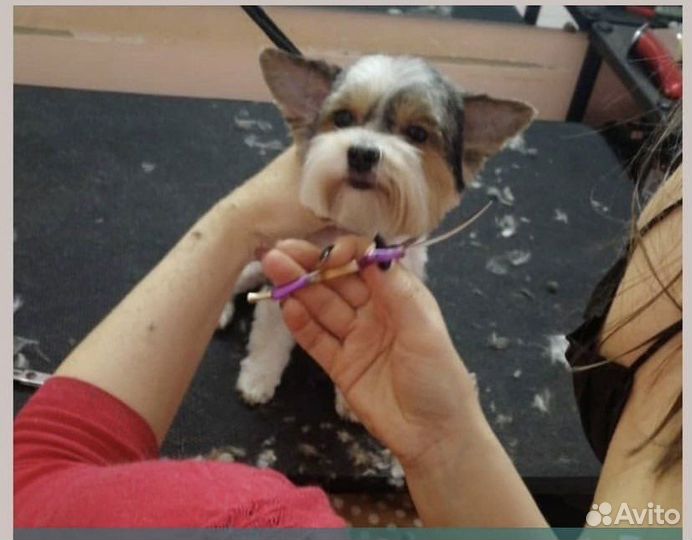 Груминг обучение