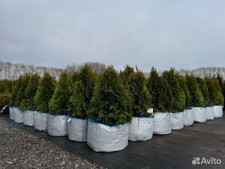 Туя Смарагд Витбонт