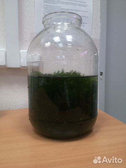 Растения для аквариума роголистник