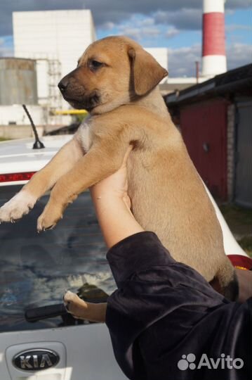 Щенок мальчик в добрые руки