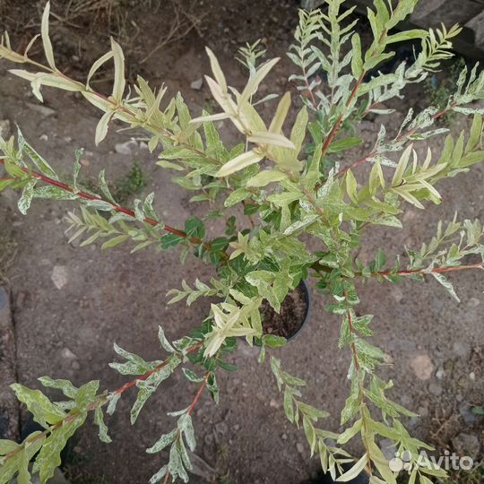 Ива Хакуро Нишики