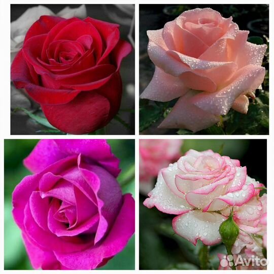 Саженцы роз