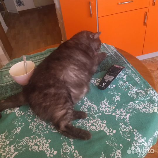 Отдам в добрые руки