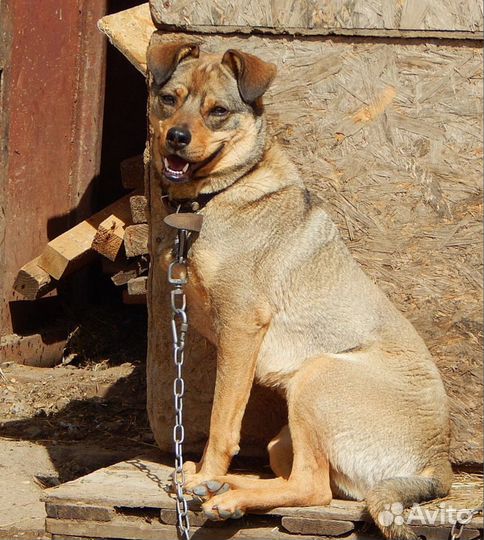 Ищу хозяев небольшому песику - Рэксик