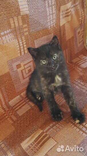 Очаровательные котята ищут дом