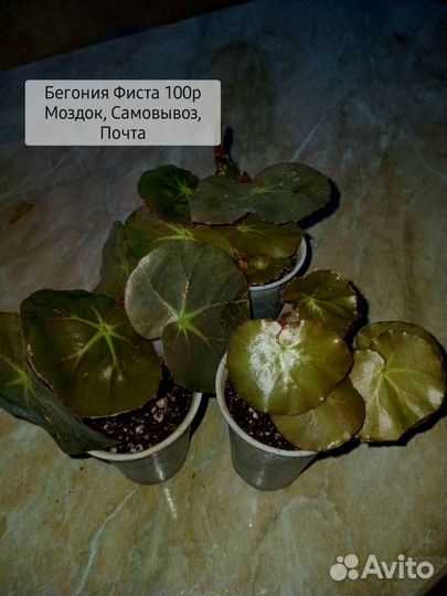 Комнатные растения цветы