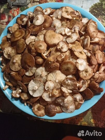 Опята и топольки, маринованные