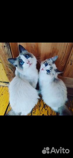 Котята регдолл