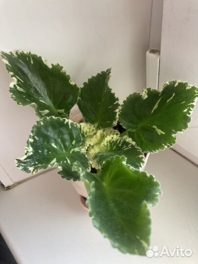 Фиалка ле-Белая камелия