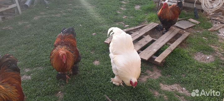 Петухи Брама