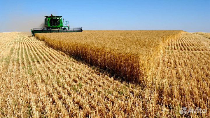 Зерно в Михайловке