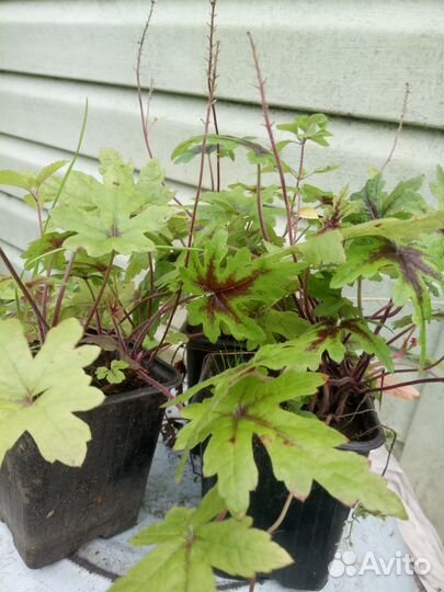 Продаю растения