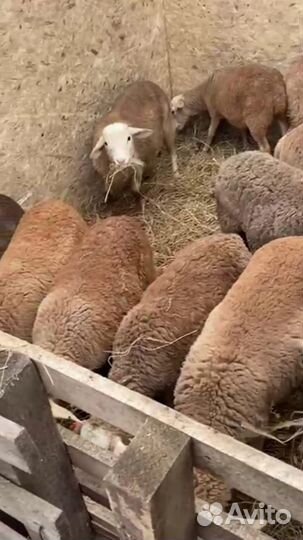 Ярки, ягнята Катумской породы