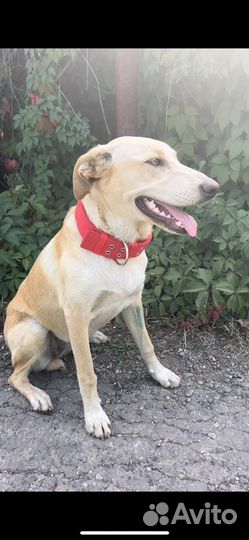 Метис гончей в добрые руки