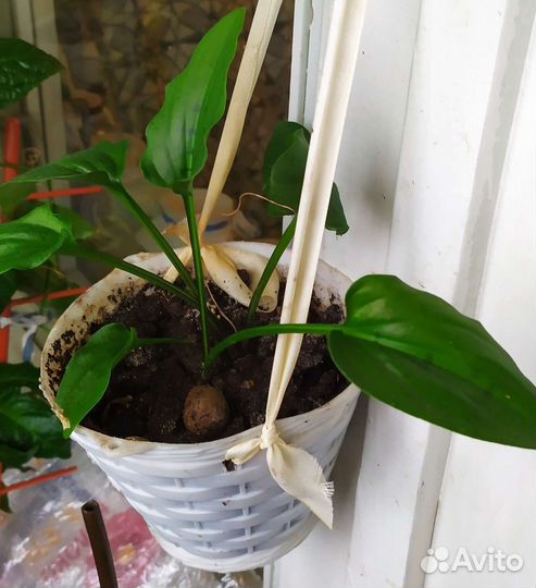 Комнатные цветы