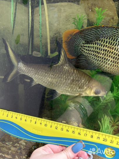 Акулий балу