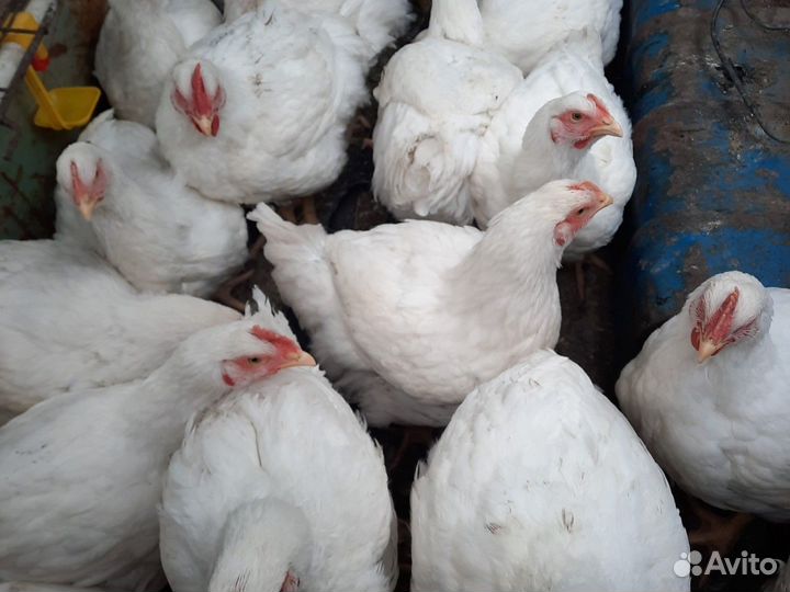 Мясо домашнего цыпленка бройлера