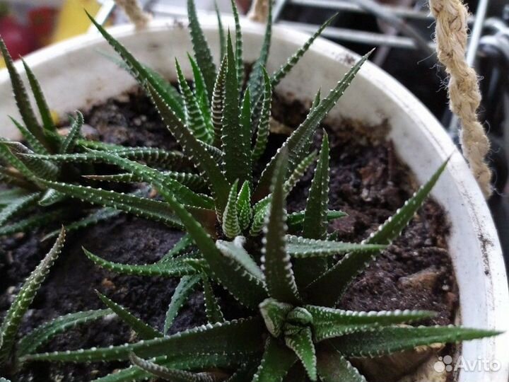 Хавортия полосатая кактус суккулент