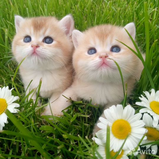 Брит. Золотая шиншилла, прямые носители су