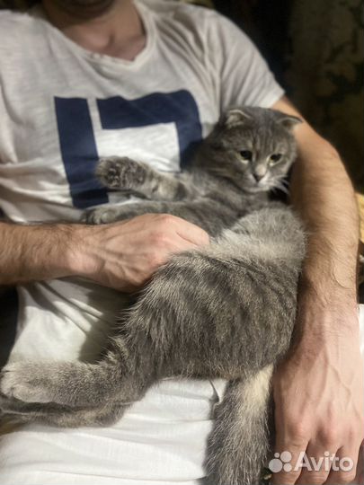 Британская кошка