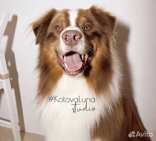 Груминг собак и кошек и зоотакси