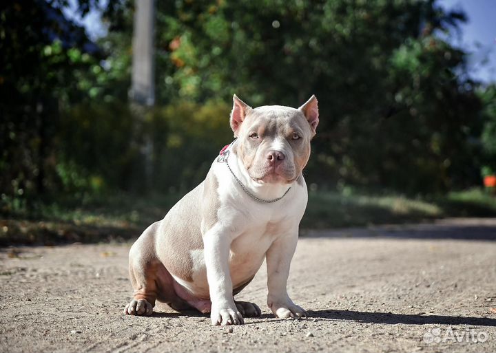 Шикарный щенок американский булли