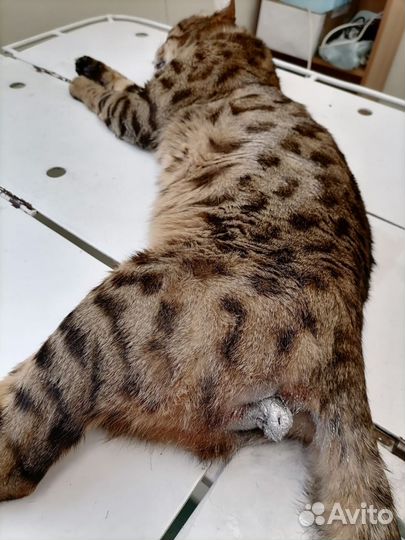 Кастрация котов, кобелей на дому