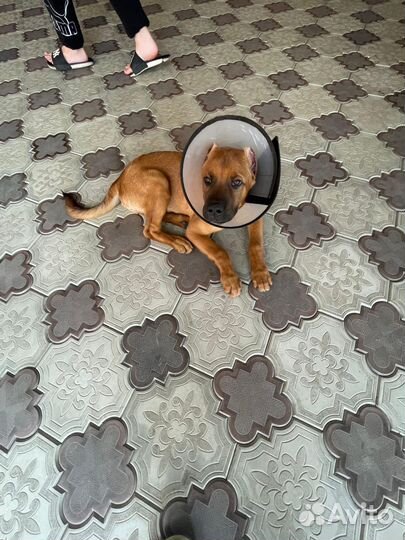 Маленькая собака